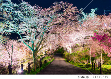 吉野山 下千本の夜桜ライトアップ 春 （奈良県吉野郡吉野町） 2020年4月 71340239