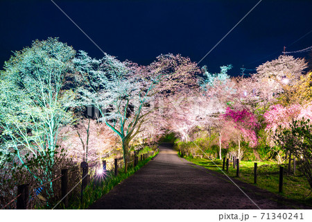吉野山 下千本の夜桜ライトアップ 春 (奈良県吉野郡吉野町) 2020年4月 吉野山 下千本の夜桜ライトアップ 春 (奈良県吉野郡吉野町) 2020年4月 71340241