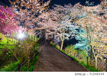 吉野山 下千本の夜桜ライトアップ 春 （奈良県吉野郡吉野町） 2020年4月 71340244