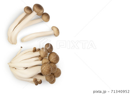 Brown beech mushrooms or Shimeji mushroom isolated on white background with clipping path. Top view with copy space for your text, flat lay 71340952