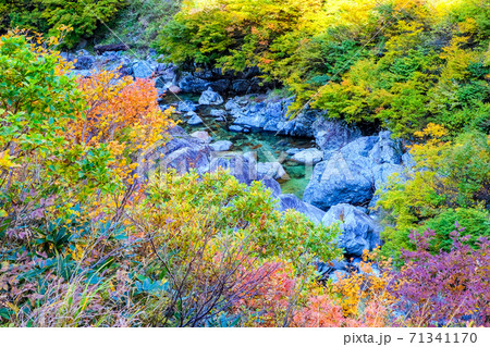 紅葉の五十沢川 紅葉の五十沢川 71341170