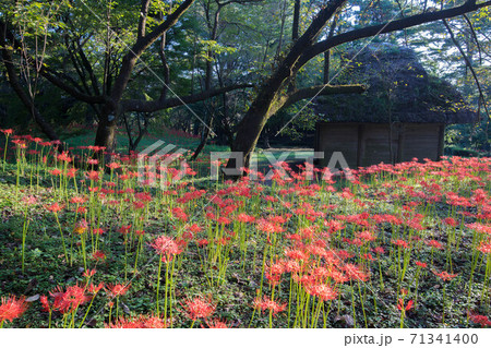 皇子原公園の彼岸花 71341400