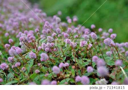 ヒメツルソバの花 ヒメツルソバの花 71341815