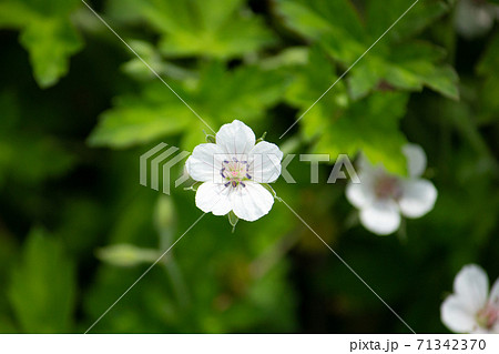 ゲンノショウコ 現の証拠 学名 Geranium Thunbergii 生薬原料 薬草 秋 日本の写真素材