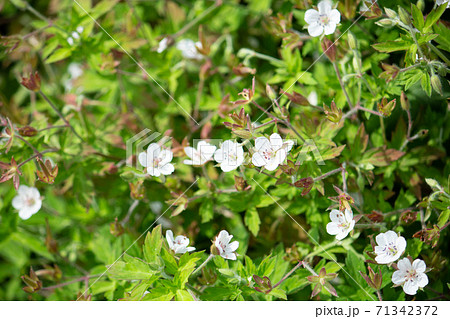 ゲンノショウコ（現の証拠、学名: Geranium thunbergii）、生薬原料、薬草、秋、日本 71342372