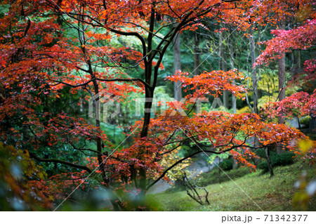 飯能市の紅葉 雨の東郷公園もみじまつりの写真素材 71342377 Pixta