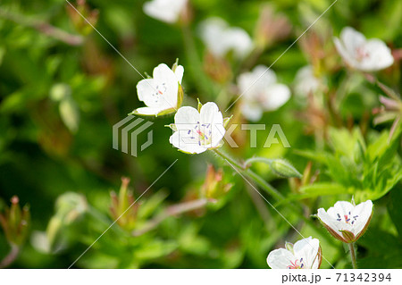 ゲンノショウコ 現の証拠 学名 Geranium Thunbergii 生薬原料 薬草 秋 日の写真素材