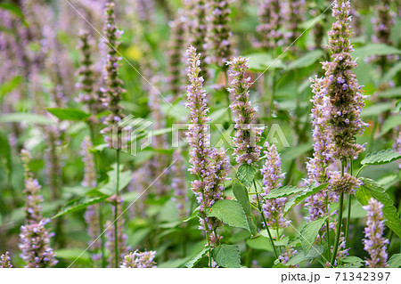 カワミドリ(学名: Agastache rugosa )、別名:ハイソウコウ(排草香)、英名:Kor カワミドリ(学名: Agastache rugosa )、別名:ハイソウコウ(排草香)、英名:Kor 71342397