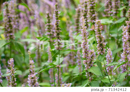 カワミドリ（学名： Agastache rugosa ）、別名：ハイソウコウ（排草香）、英名：Kor 71342412