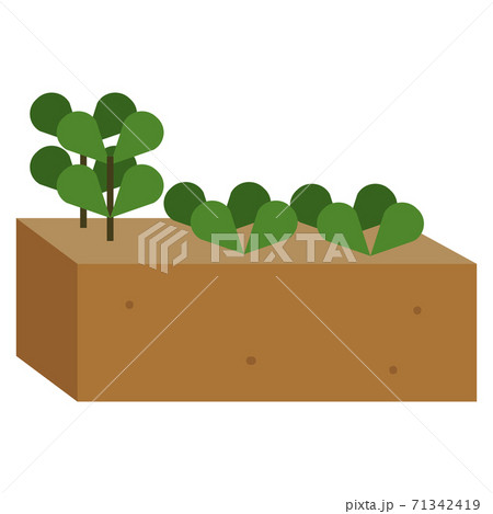 Isolated plant sow 71342419