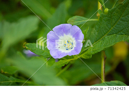 オオセンナリ(大千成)、英名:apple of Peru、学名:Nicandra physaloid オオセンナリ(大千成)、英名:apple of Peru、学名:Nicandra physaloid 71342425