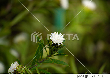 ホソバオケラ、学名： ATRACTYLODIS LANCEAE RHIZOMA、英名：Atracty 71342490