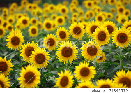 満開のひまわり畑 71342539