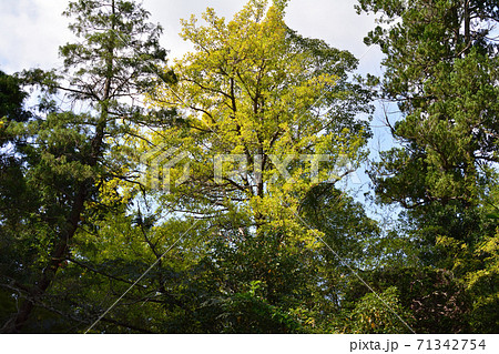 板敷山大覚寺へ行きました #96 板敷山大覚寺へ行きました #96 71342754