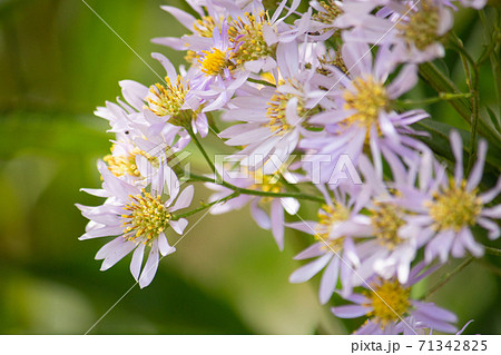 シオン(紫苑、学名: Aster tataricus)。秋に咲く。漢方の原料にもなり利尿作用がある。 シオン(紫苑、学名: Aster tataricus)。秋に咲く。漢方の原料にもなり利尿作用がある。 71342825