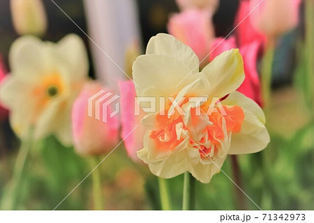 八重咲きの水仙とピンクのチューリップの写真素材