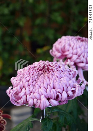 菊花 大輪 薄ピンクの写真素材 菊花 大輪 薄ピンクの写真素材