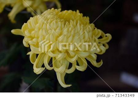 菊花 大輪 黄色の写真素材 菊花 大輪 黄色の写真素材
