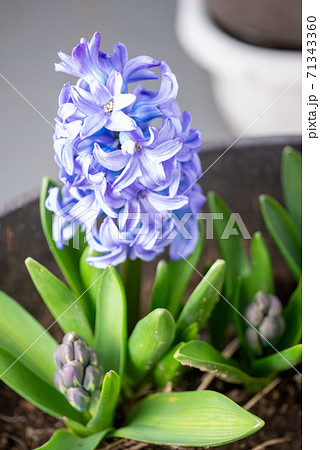 晴れた3月ヒヤシンスとその蕾 晴れた3月ヒヤシンスとその蕾 71343360