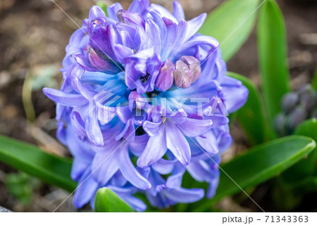 從三月的晴天看到的風信子 照片素材 圖片 圖庫