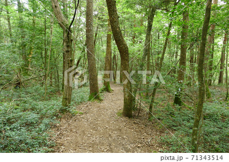 青木ヶ原樹海の遊歩道　山梨県 71343514