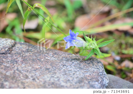 リンドウの花 71343691
