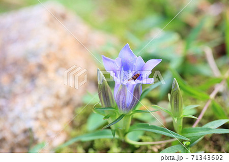 リンドウの花 71343692