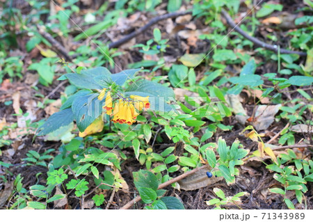 マツムラソウの花 71343989