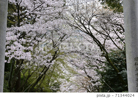 宗忠神社　桜並木 71344024