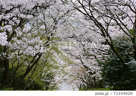 宗忠神社 桜並木 宗忠神社 桜並木 71344026