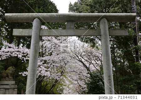 宗忠神社　桜並木 71344031