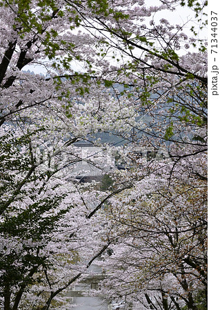 宗忠神社 桜並木 宗忠神社 桜並木 71344037