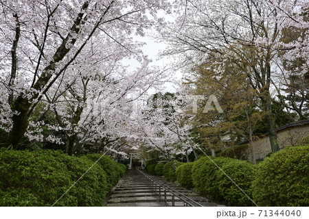 宗忠神社 桜並木 宗忠神社 桜並木 71344040