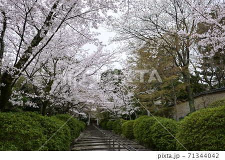 宗忠神社　桜並木 71344042