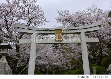 宗忠神社 大鳥居と桜 宗忠神社 大鳥居と桜 71344056