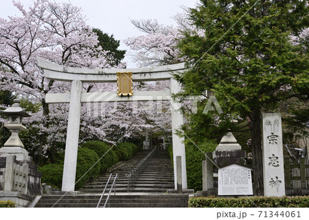 宗忠神社 大鳥居と桜 宗忠神社 大鳥居と桜 71344061