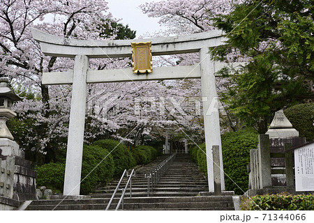 宗忠神社 大鳥居と桜 宗忠神社 大鳥居と桜 71344066