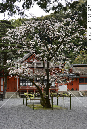 吉田神社　開運桜 71344075