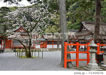 吉田神社　開運桜 71344076