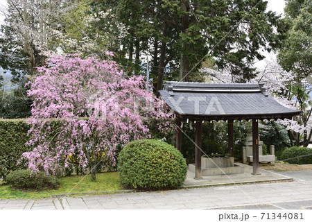 宗忠神社　紅枝垂れ桜 71344081