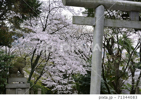宗忠神社　桜 71344083