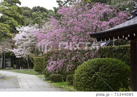 宗忠神社 紅枝垂れ桜 宗忠神社 紅枝垂れ桜 71344085