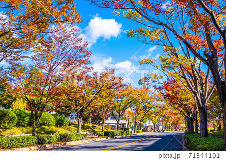 紅葉したケヤキの街路樹 紅葉したケヤキの街路樹 71344101