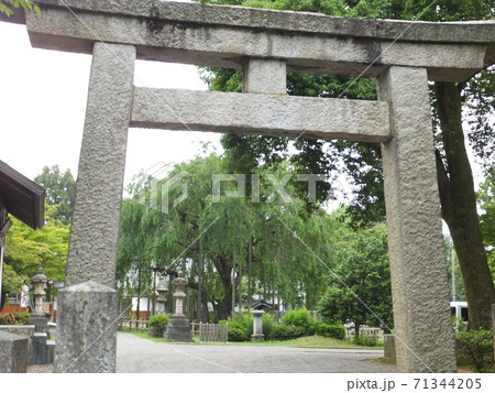 福井県福井市にある足羽神社のシダレザクラ 71344205