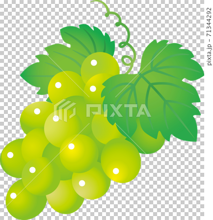 Grape  71344292