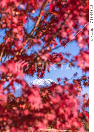 【道の駅朝霧高原からの富士山と紅葉】 71344312