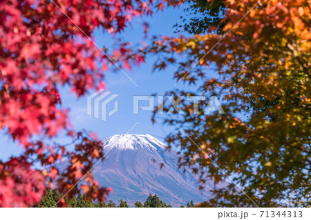 【道の駅朝霧高原からの富士山と紅葉】 71344313