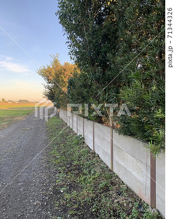 帰り道の田んぼ道 71344326