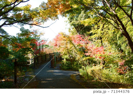 もみじ橋を覆う紅葉の写真素材