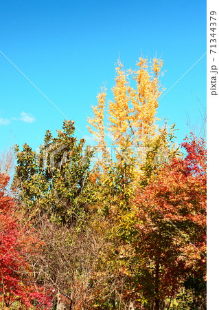 青空にそびえる木々の紅葉 青空にそびえる木々の紅葉 71344379
